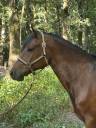 Gelding Franche-Montagne For sale 2021 Bay