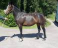 Mare French Saddle Pony For sale 2022 Bay
