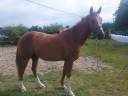 Gelding Anglo-Arabian For sale 2022 Chesnut