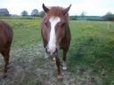 Mare Welsh Pony (Section C) For sale 2012 Liver chestnut