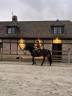 Mare Connemara For sale 2012 Bay