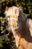 Filly Shetland Pony For sale 2023 Palomino