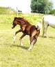 Colt French Saddle Pony For sale 2025 Chesnut