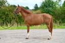 Mare KWPN Dutch Warmblood For sale 2019 Chesnut