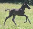 Filly Arabian For sale 2025 Black