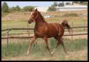 Mare No Origin Recorded For sale 2022 Chesnut