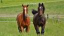 Holiday equestrian property  Aude