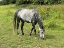 Gelding English Thoroughbred For sale 2015 Grey