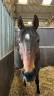 Gelding Thoroughbred For sale 2020 Bay