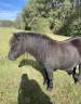 Broodmare Shetland Pony For sale 2017 Black