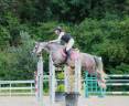 Mare French Saddle Pony For sale 2016 Grey