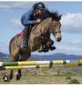 Gelding Connemara For sale 2015 Buckskin