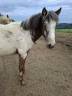 Filly Appaloosa For sale 2025 Buckskin