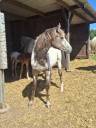Filly Appaloosa For sale 2025 Buckskin