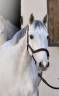 Mare Zangersheide For sale 2014 Grey