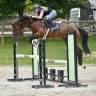Gelding BWP Belgian Warmblood For sale 2021 Bay