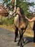 Gelding No Origin Recorded For sale 2022 Buckskin