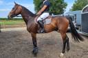 Gelding Zangersheide For sale 2021 Bay
