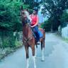 Mephysto d'Aphrodite - Selle Fran&ccedil;ais 2022 by Tzigano Massu&egrave;re