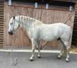 Gelding Camargue For sale 2014 Grey