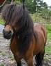 Gelding Shetland Pony For sale 2016 Bay