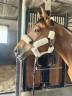 Gelding Zangersheide For sale 2016 Bay