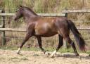 Gelding Welsh Pony (Section B) For sale 2022 Black