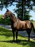 Gelding French Trotter For sale 2020 Dark Bay