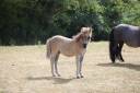 Colt Shetland Pony For sale 2025 Grullo