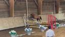 Mare Welsh Part Bred For sale 2023 Chesnut