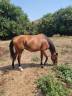 Mare Thoroughbred For sale 2019 Bay