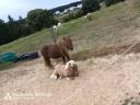 Colt Shetland Pony For sale 2025 Coloured