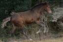 Colt New Forest For sale 2025 Dark Bay
