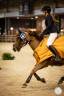 Gelding French Saddle Pony For sale 2011 Chesnut