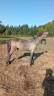 Colt Camargue For sale 2025 White