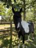 Mare No Origin Recorded For sale 2021 Coloured