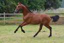 Colt PRE Pure Spanish Bred For sale 2024 Bay