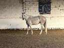Mare Selle Français For loan 2016 Grey