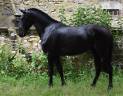 Mare PRE Pure Spanish Bred For sale 2020 Black