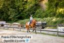 Gelding Lusitano For sale 2019 Chesnut