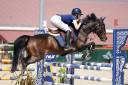 Mare German Riding Pony, Deutsches Reitpony For loan 2015 Dark Bay