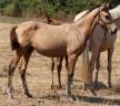 Filly Selle Français For sale 2025 Buckskin