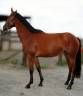 Mare sBs Belgian Warmblood For sale 2022 Bay