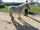 Gelding No Origin Recorded For sale 2018 White