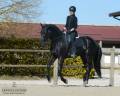 Stallion Lusitano For sale 2017 Black