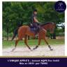 Mare AQPS For sale 2021 Bay