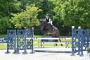 Gelding Selle Français For sale 2017 Black