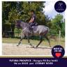 Gelding Thoroughbred For sale 2022 Grey