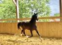 Gelding Selle Français For loan 2019 Dark Bay