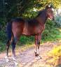 Colt Origin Recorded For sale 2025 Bay